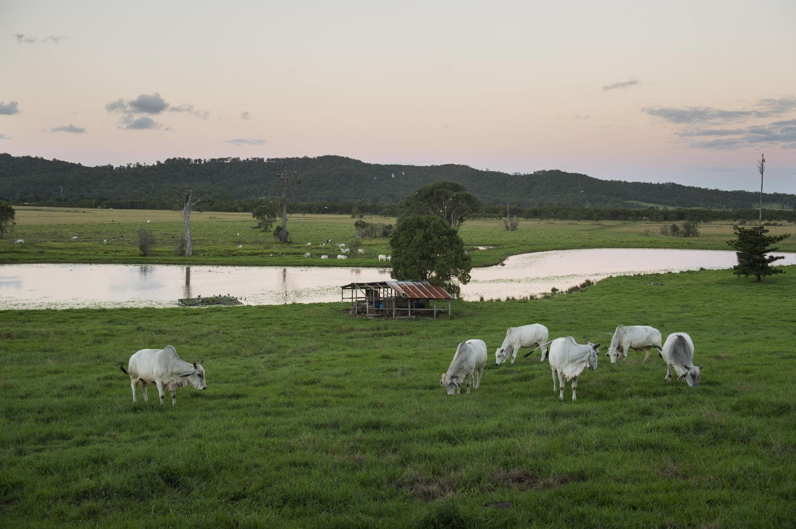 Livestock grazing in green pasture with the hinterland ridgeline beyond